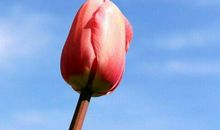 感恩的花开在放学的路上