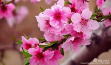 感恩的花开在春风里