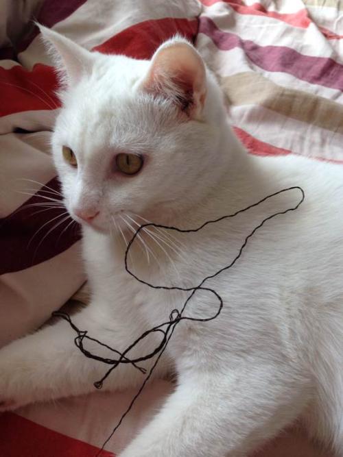 小猫