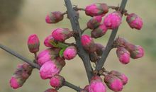 寻觅北方的初春