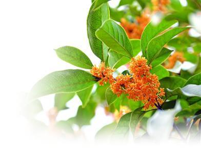 桂花开放