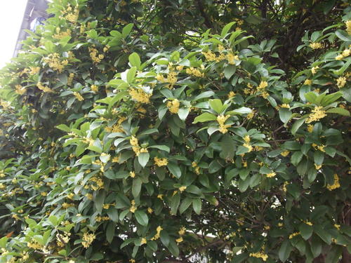 石油城10月桂花