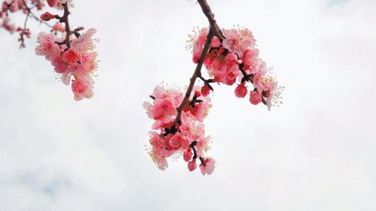 遭遇绽放人生