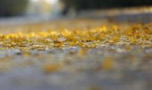 满地翻黄银杏叶