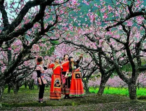 曾经有桃花开花