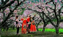 与桃花的一次邂逅