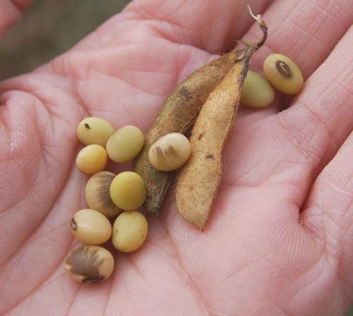 一个黄豆的梦想