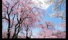 樱花很美只在春天