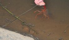 到农村去钓龙虾