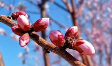 思念在阳光中流淌