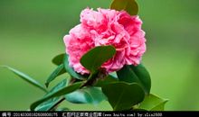 美啊，迷人的山茶花