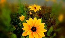 我的家乡我的天堂