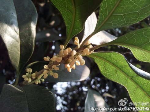 桂花