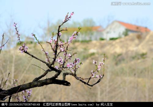 小桃枝