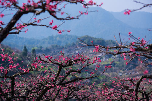 美丽的桃花山