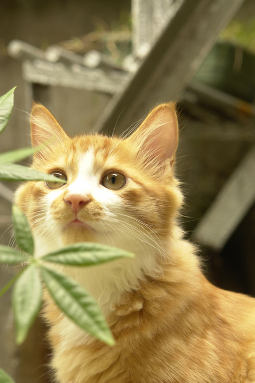 我的顽皮小猫