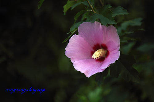 看完之后芙蓉花是什么