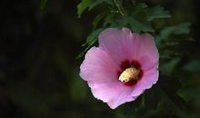 好一朵木槿花读后感