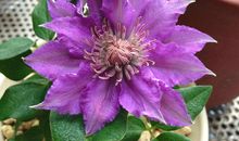 种颗太阳给自己