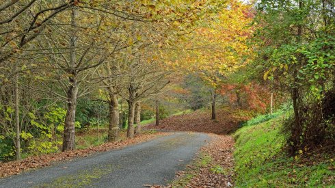 开花的太阳春天开花