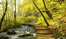 行走在满径花香间