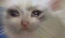 面对无声的爱我流泪了