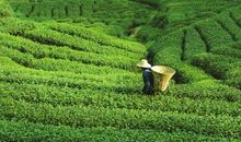 茶园飘香家乡情