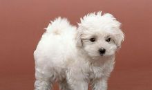 我家的小狗——逗逗