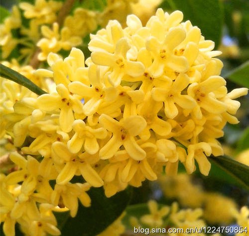 桂花香味