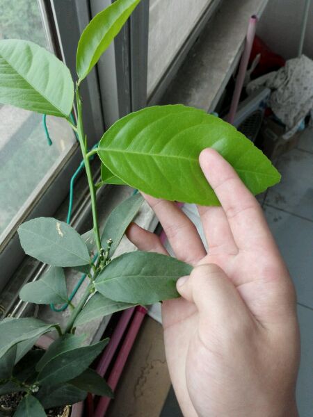 叶茎的启示