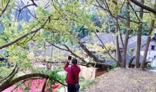 又到落叶飘飞时