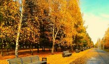 当我再次走向了那棵树