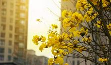 黄花，缀在异乡的衣襟