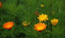 释放自己的芬芳