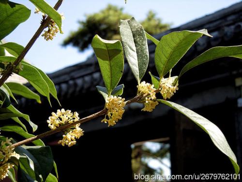 追求桂花