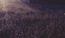 我以为阳光正好