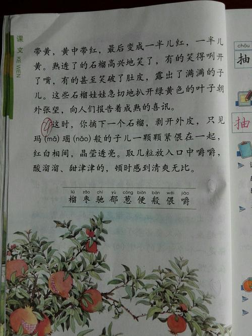 描述石榴的组成