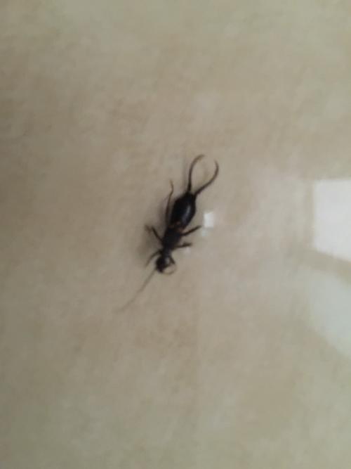 我是一个蠕虫。