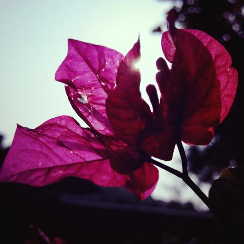与叶子的花
