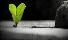 发现生命的萌芽