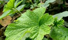 走在春天的绿色里