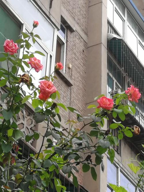我爱我的作业
