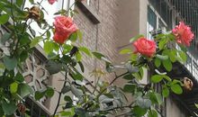 我爱我家的月季花