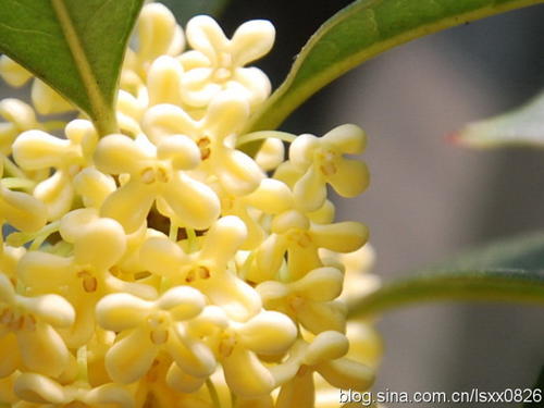 它是桂花香味