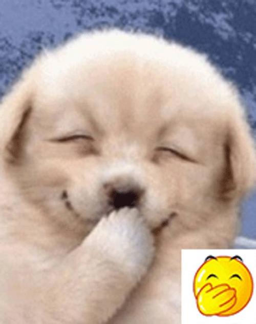 我是一个快乐的小狗