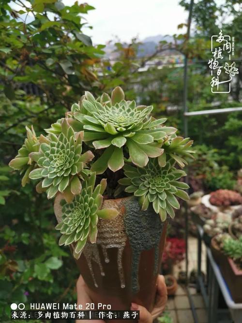 种子一个后代种子