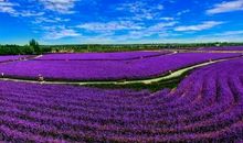 最是春花烂漫时