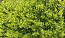 怀念春天里的日子