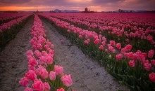 守着花田守着心