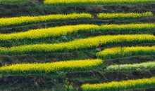 又是一年油菜盛开时